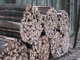 Gebündeltes Holz im Wald