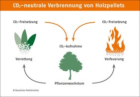 Holzpellets geben bei der Verbrennung nur so viel CO2 ab, wie das Holz vorher beim Wachsen aufgenommen hatte. Foto: Deutsches Pelletinstitut GmbH
