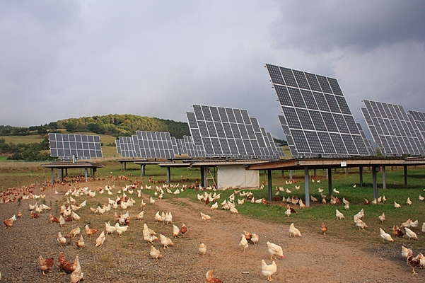 Hühner unter Solarpaneelen